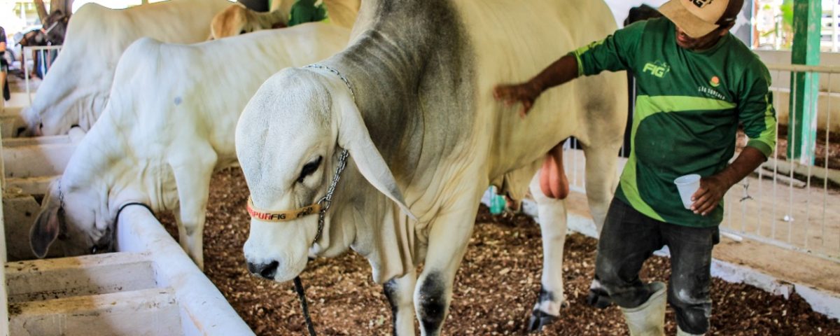 Associação dos Pecuaristas de Parintins segue protocolos de saúde animal para realização da 36ª Expopin