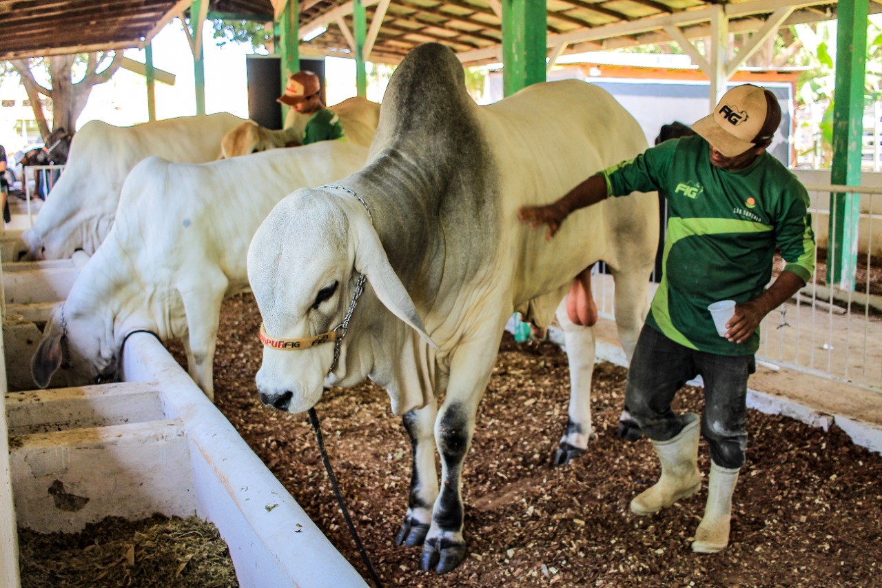 Associação dos Pecuaristas de Parintins segue protocolos de saúde animal para realização da 36ª Expopin