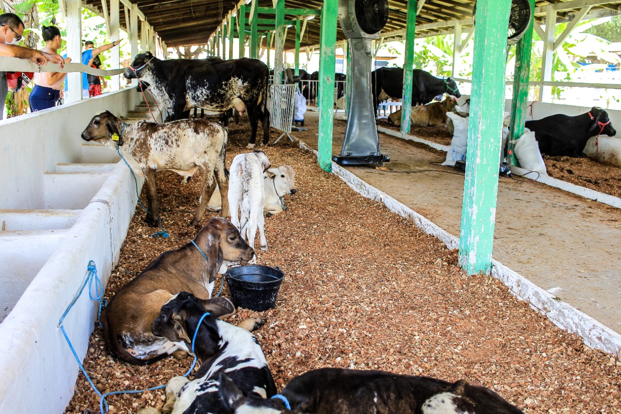 Associação dos Pecuaristas de Parintins segue protocolos de saúde animal para realização da 36ª Expopin