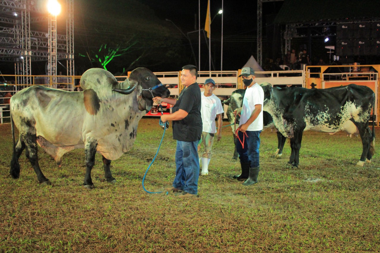 Associação dos Pecuaristas de Parintins segue protocolos de saúde animal para realização da 36ª Expopin