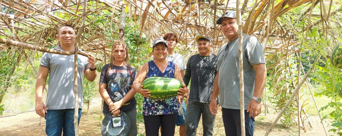 Parintins é pioneiro no plantio vertical de melancia no Amazonas, na comunidade Flor de Maio