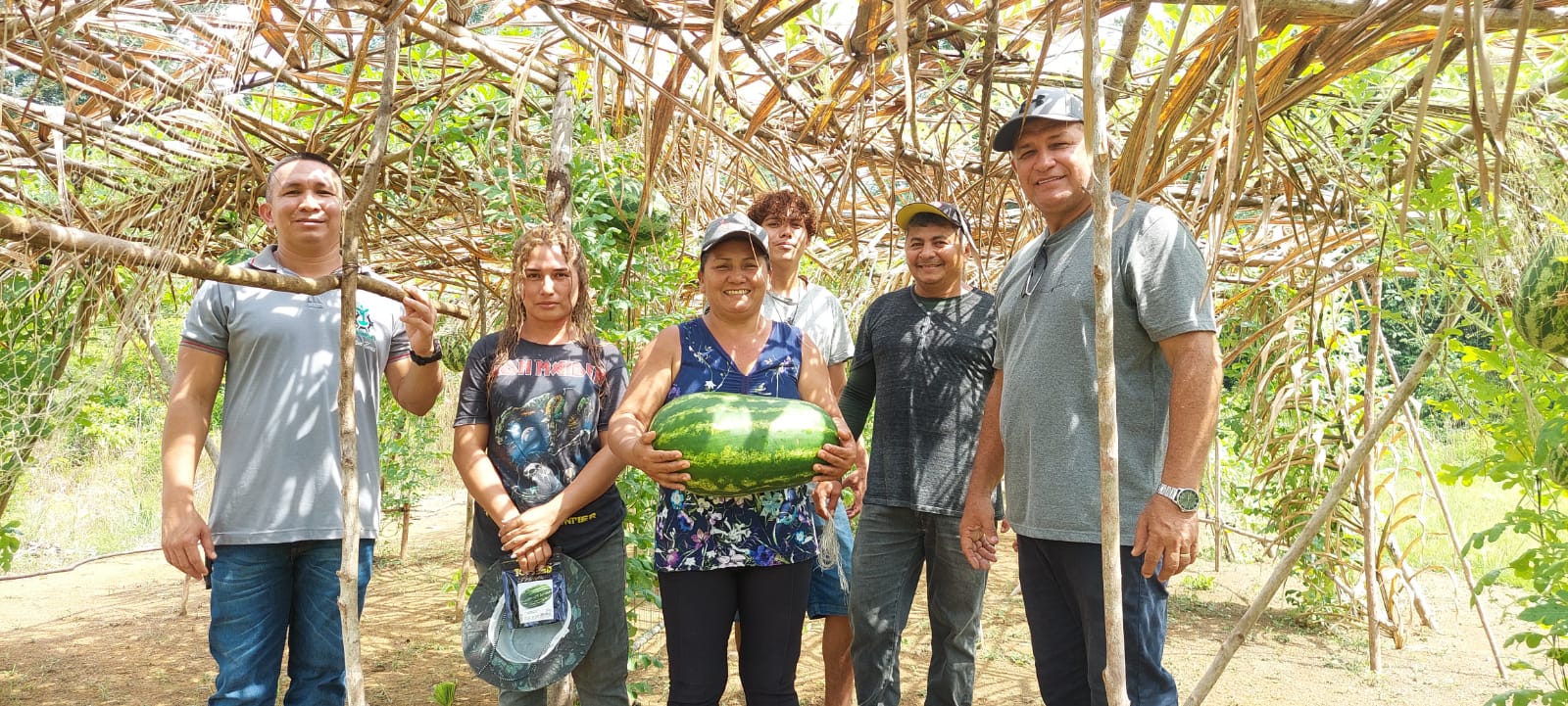 Parintins é pioneiro no plantio vertical de melancia no Amazonas, na comunidade Flor de Maio