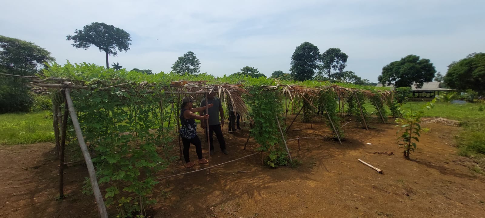 Parintins é pioneiro no plantio vertical de melancia no Amazonas, na comunidade Flor de Maio