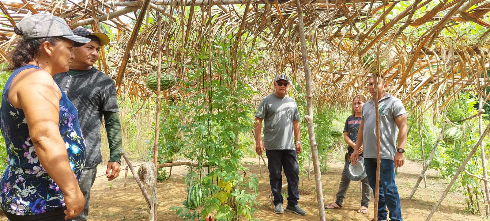 Parintins é pioneiro no plantio vertical de melancia no Amazonas, na comunidade Flor de Maio