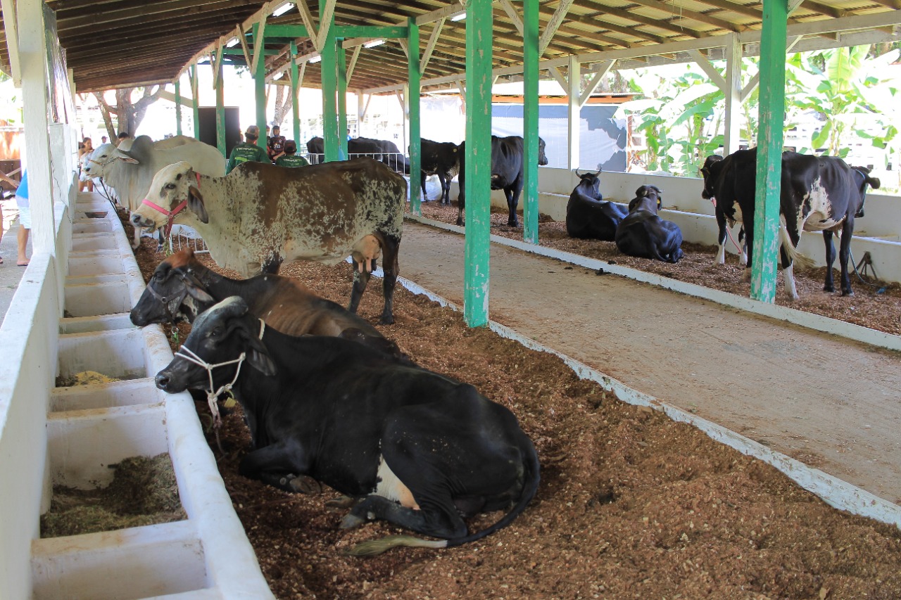 Gado de corte e de leite de alta qualidade genética participa da 36ª Expopin