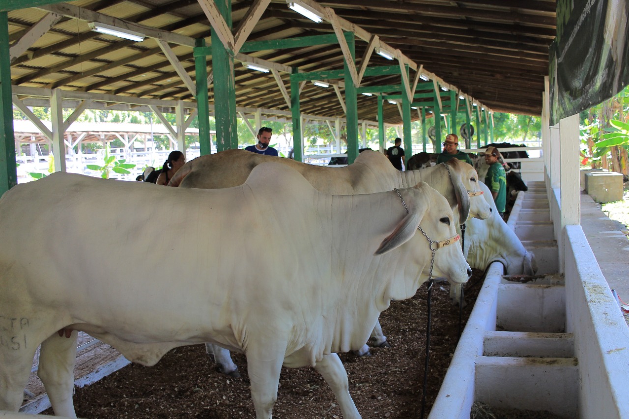 Gado de corte e de leite de alta qualidade genética participa da 36ª Expopin