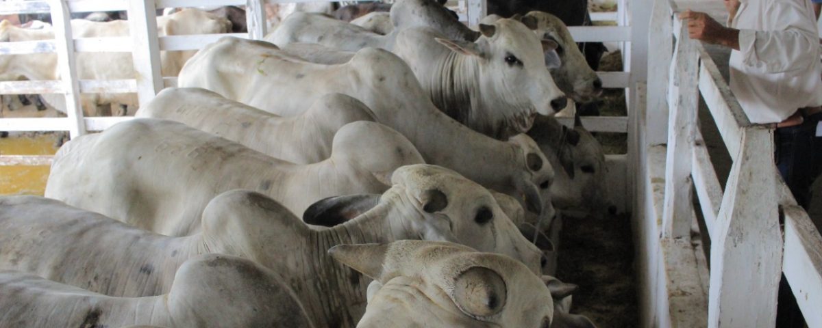 Gado de corte e de leite de alta qualidade genética participa da 36ª Expopin