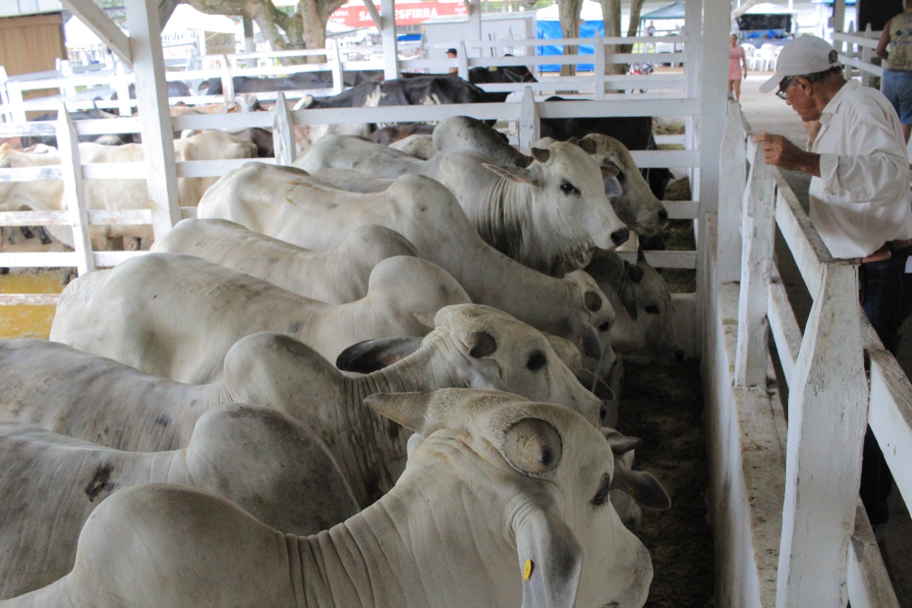 Gado de corte e de leite de alta qualidade genética participa da 36ª Expopin