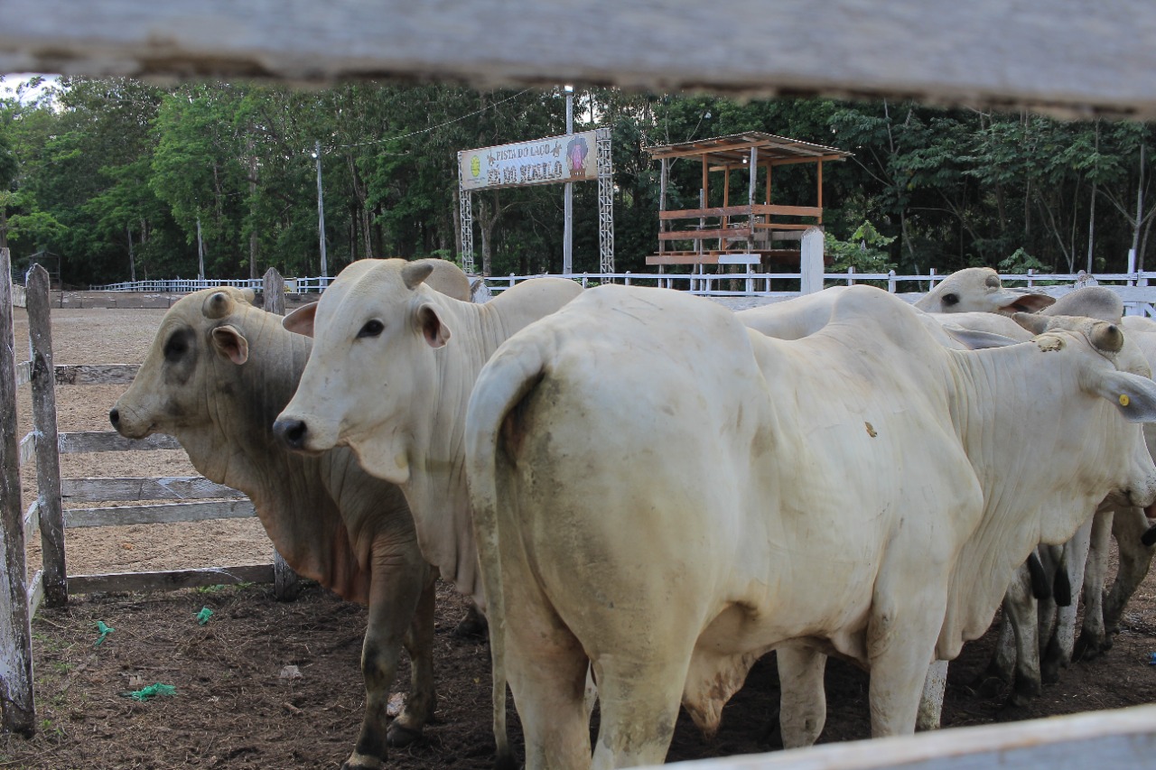 Gado de corte e de leite de alta qualidade genética participa da 36ª Expopin