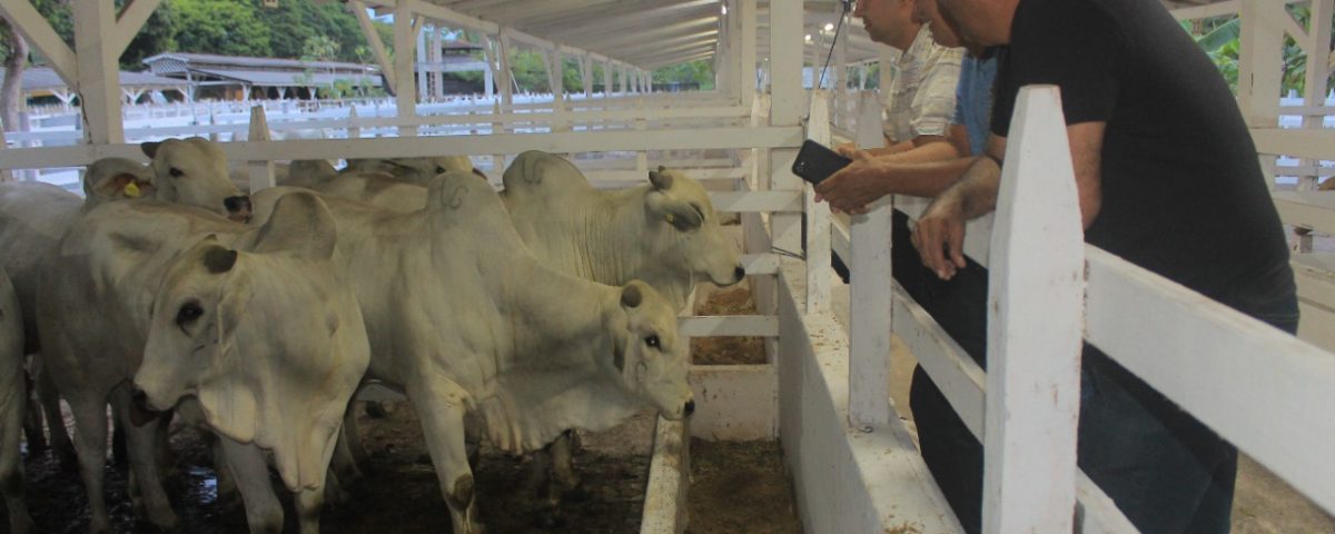 Na 36ª Expopin, Fazenda Parintins apresenta nelore de alta eficiência reprodutiva