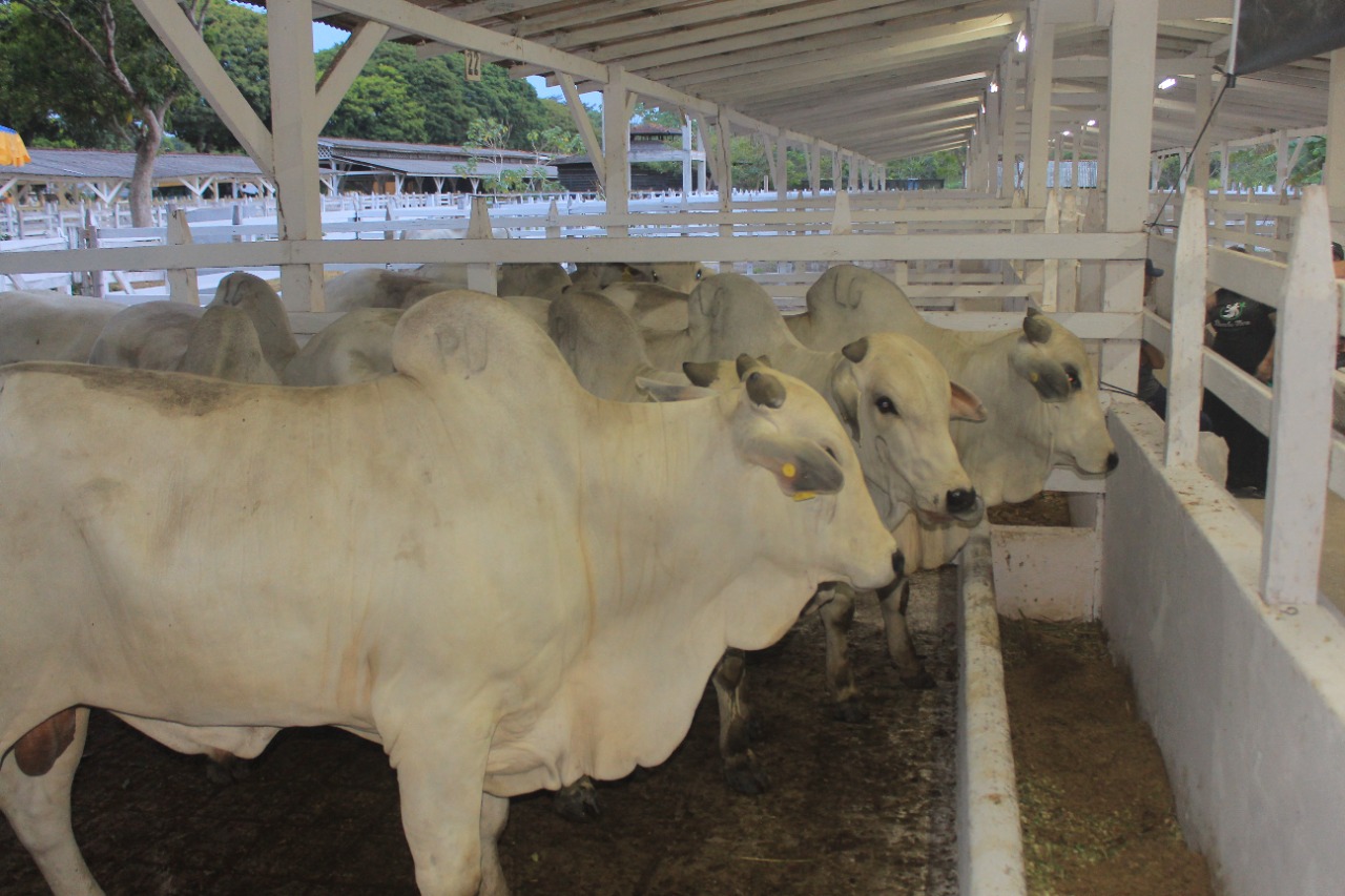 Na 36ª Expopin, Fazenda Parintins apresenta nelore de alta eficiência reprodutiva