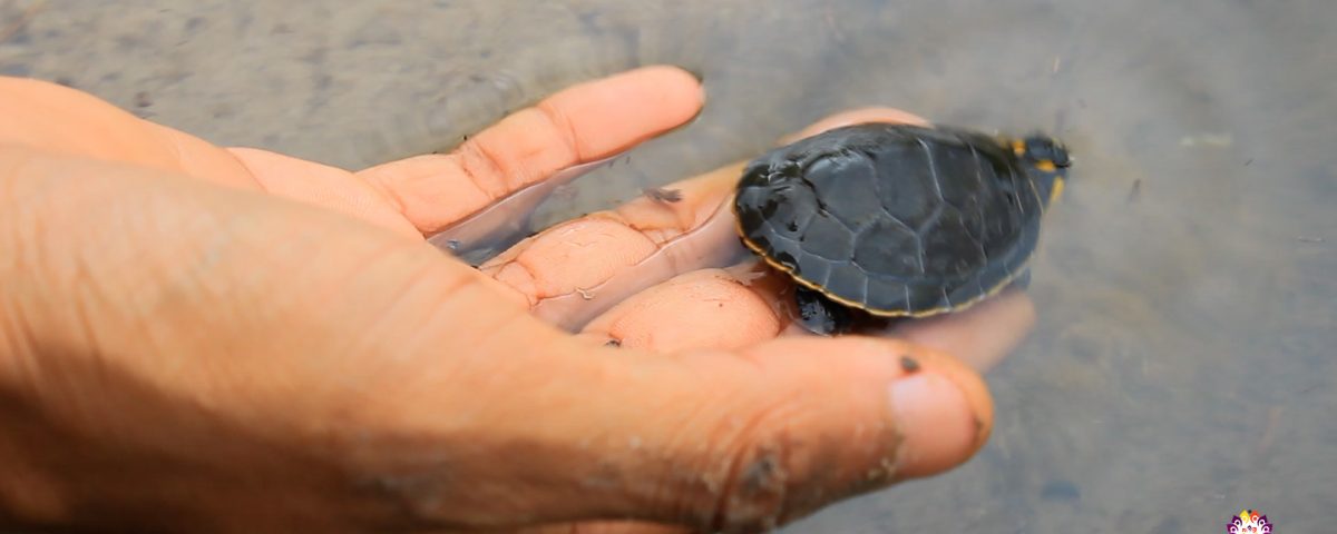 Projeto Conservação de Quelônios do Piraí realiza a soltura de mais de 5 mil quelônios